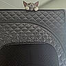 Dasher joined the competition — help win amazing prizes! cat, gray_cat, paws, curious, peeking, quilted_fabric, black, indoor, pet, animal, whiskers, ears, claws, playful, cute, feline, hiding, texture, zipper, ceiling