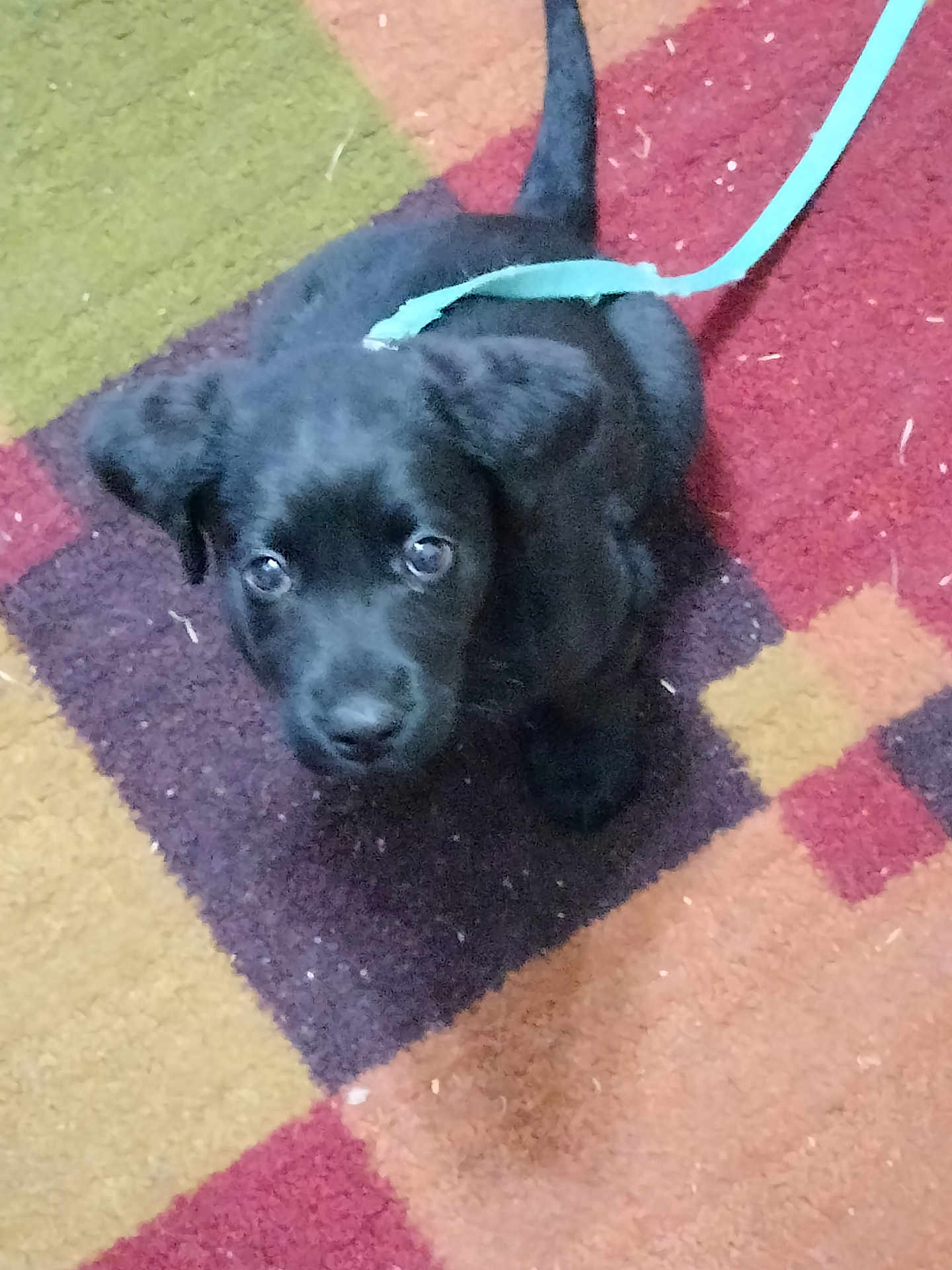 Hux is registered to the contest to win money with this photo: puppy, dog, black_dog, leash, carpet, indoor, pet, animal, cute, young_dog, looking_up, small_dog, floor, colorful_carpet, domestic_animal, fur, ears, tail, companion, pet_accessory
