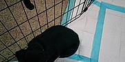 Hux is registered to the contest to win money with this photo: puppy, dog, black_dog, metal_bowl, water, playpen, metal_fence, carpet, pee_pad, indoor, pet, drinking, floor, cage, young_dog, animal, domestic_animal, pet_care, hydration, quiet
