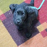 Hux is registered to the contest to win money with this photo: puppy, dog, black_dog, carpet, floor, indoor, pet, cute, animal, young_dog, leash, tail, looking_up, domestic_animal, furry, small_dog, adorable, companion, playful, friendly