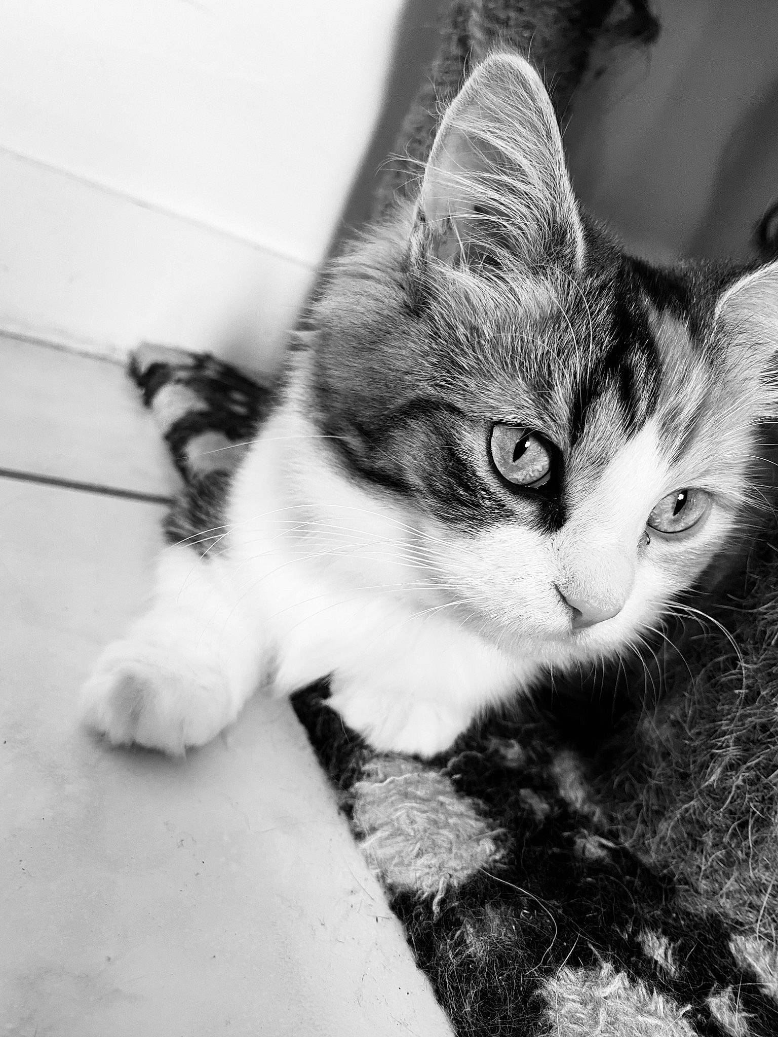 Tapioca a rejoint le concours — aidez-le/la à gagner de superbes lots ! black_and_white, carnivore, cat, ear, eye, felidae, grey, hair, head, human_body, iris, monochrome, monochrome_photography, plant, small_to_medium_sized_cats, snout, style, tail, tree, whiskers