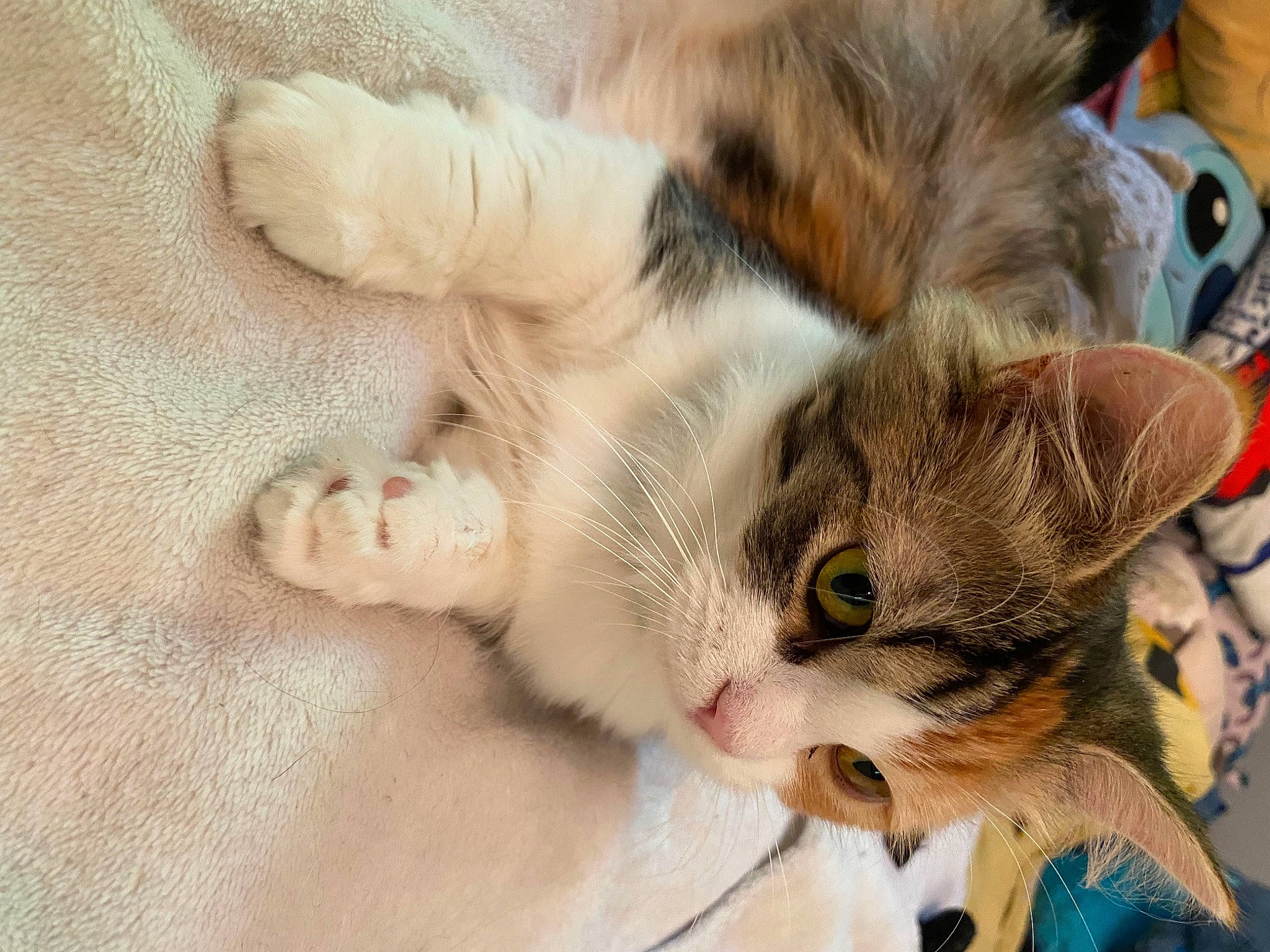 Tapioca participe au concours pour gagner de l'argent avec cette photo : carnivore, cat, claw, comfort, domestic_short_haired_cat, ear, fawn, felidae, foot, fur, paw, small_to_medium_sized_cats, snout, tail, whiskers