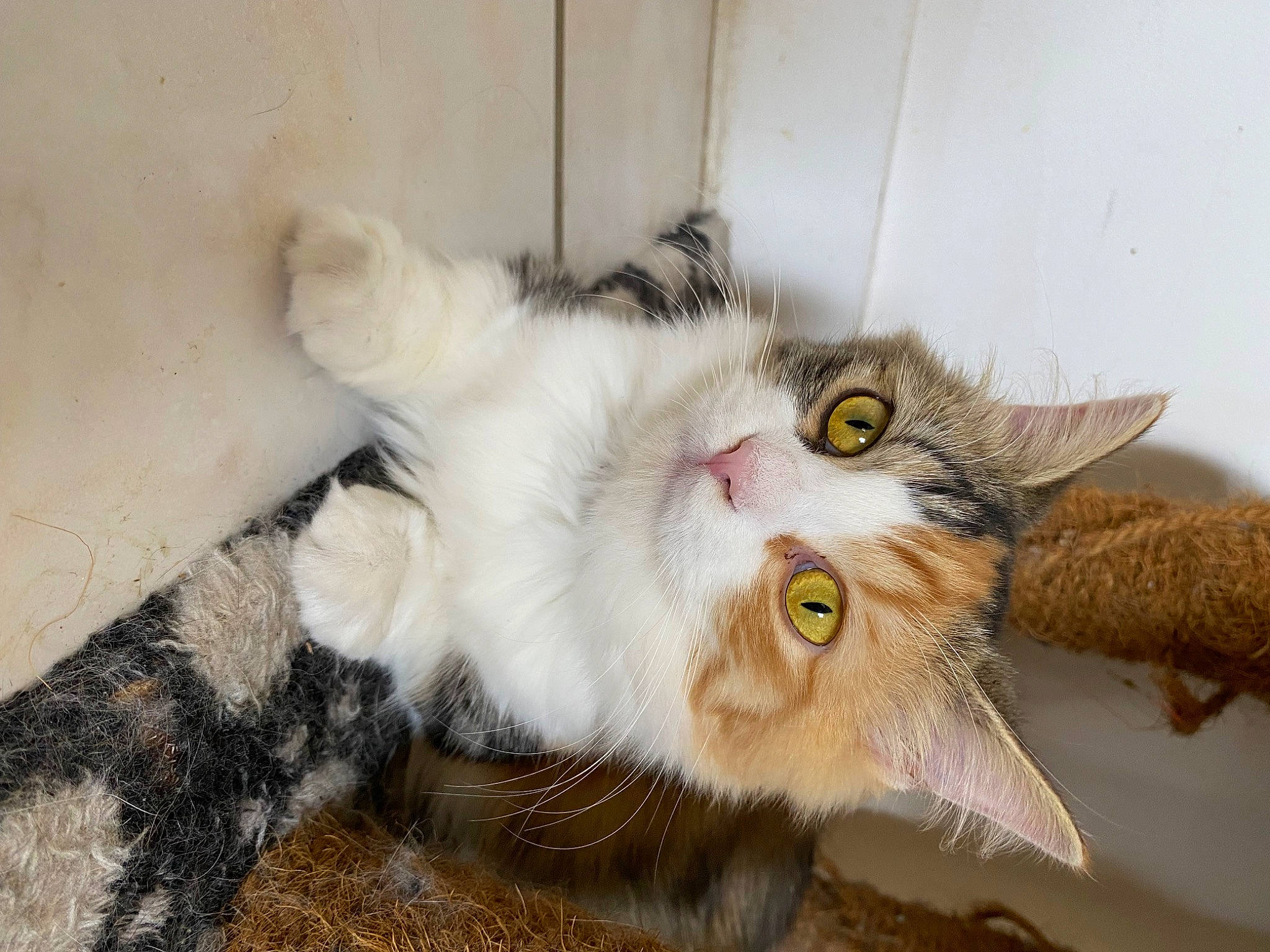 Tapioca participe au concours pour gagner de l'argent avec cette photo : carnivore, cat, claw, domestic_short_haired_cat, felidae, fur, paw, plant, small_to_medium_sized_cats, snout, tail, whiskers