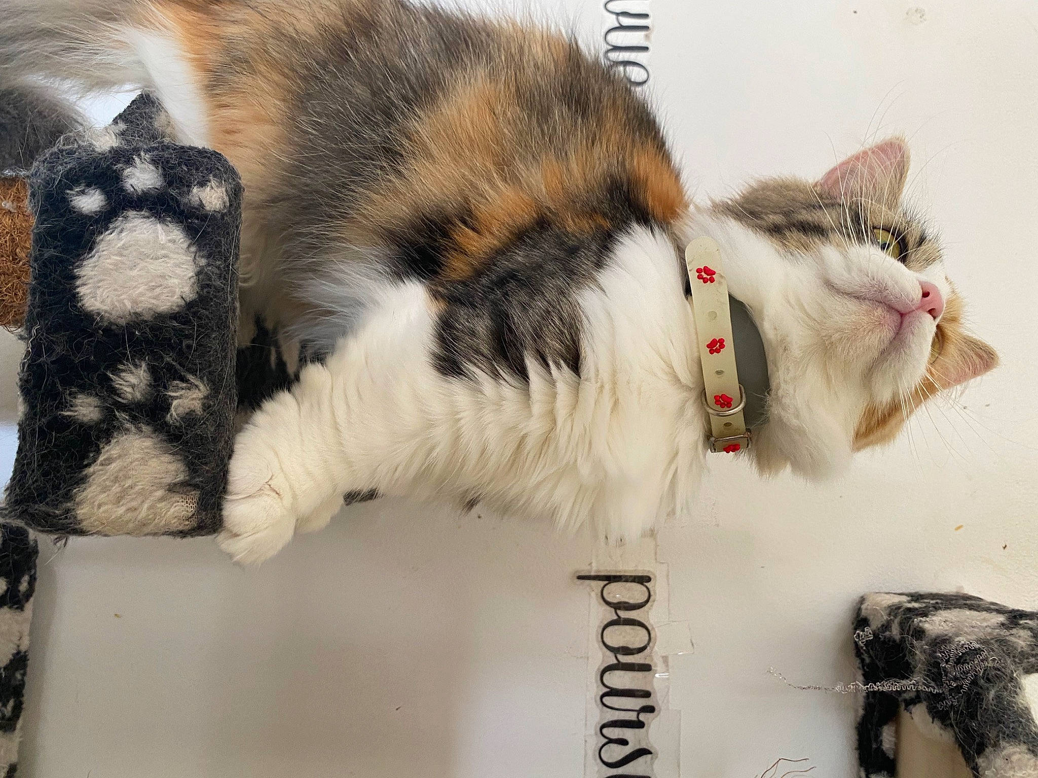 Tapioca a rejoint le concours — aidez-le/la à gagner de superbes lots ! carnivore, cat, claw, collar, domestic_short_haired_cat, felidae, fur, mammal, paw, small_to_medium_sized_cats, snout, tail, terrestrial_animal, vertebrate, whiskers