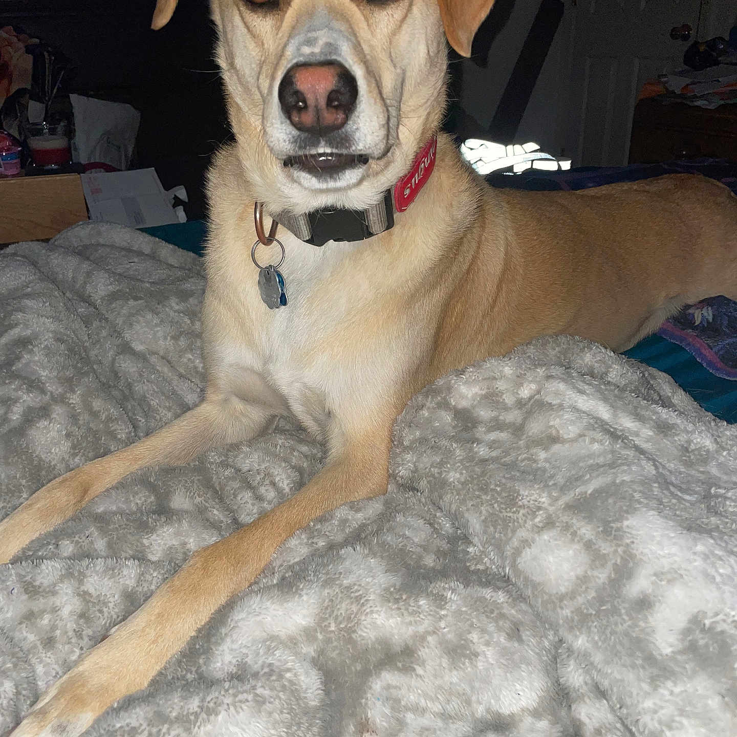Milo