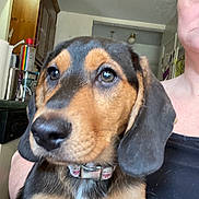 Maggie joined the competition — help win amazing prizes! animal, being_held, black_fur, brown_fur, close_up, collar, cute, dog, floppy_ears, human, indoors, kitchen, looking_at_camera, pet, photography, portrait, puppy, shiny_nose, tri_color, white_fur