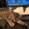 Mittens is registered to the contest to win money with this photo: cat, computer, cord, desk, electronics, feline, home, indoor, keyboard, laptop, monitor, notebook, pets, relaxing, resting, sleeping, tabby_cat, technology, white_cat, workspace