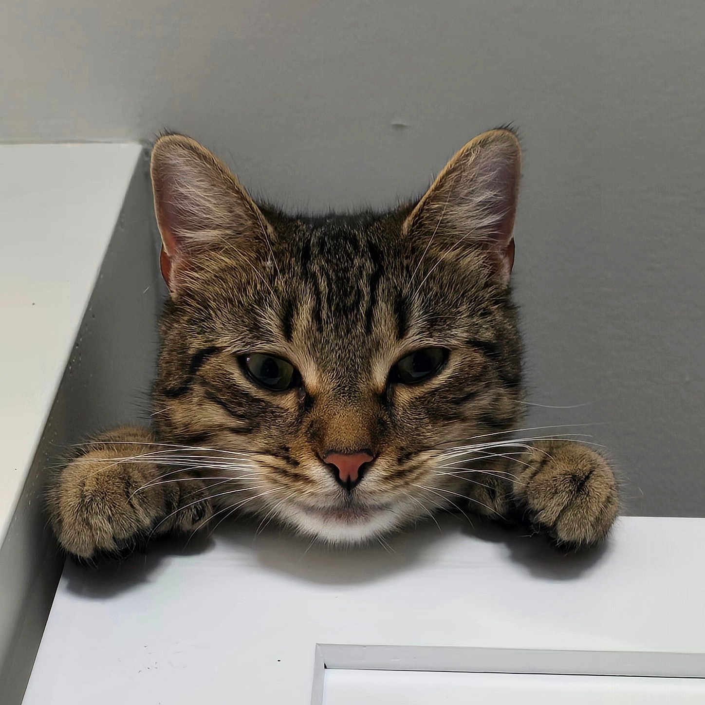 Mittens
