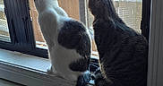 Mittens joined the competition — help win amazing prizes! air_conditioner, animal, blue_blanket, buildings, cat, cats, curious, daylight, feline, indoor, looking_out, parking_lot, pets, screen, tabby_cat, tail, urban, white_cat, window, window_sill