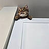 Mittens is registered to the contest to win money with this photo: animal, cat, climbing, curious, door, ears, feline, gray_wall, household, indoor, looking_up, paws, peeking, pet, playful, portrait, striped_fur, tabby_cat, whiskers, white_door