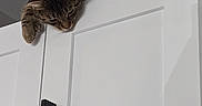 Mittens is registered to the contest to win money with this photo: cat, tabby, curious, kitchen, cabinet, white, indoor, pet, animal, feline, paw, top_view, household, domestic, relaxed, looking_down, furniture, handles, shadow, box