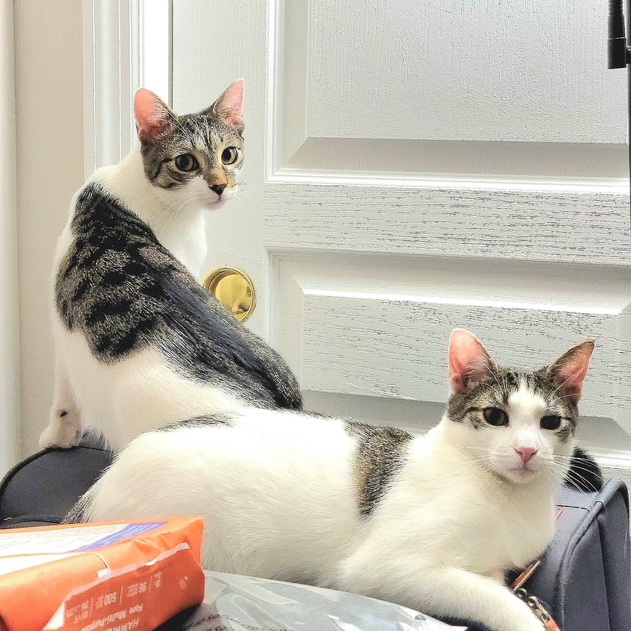 Charlie is registered to the contest to win money with this photo: carnivore, cat, cat_supply, comfort, domestic_short_haired_cat, felidae, fur, paw, pet_supply, photo_caption, shelf, sitting, small_to_medium_sized_cats, tail, whiskers, white, window