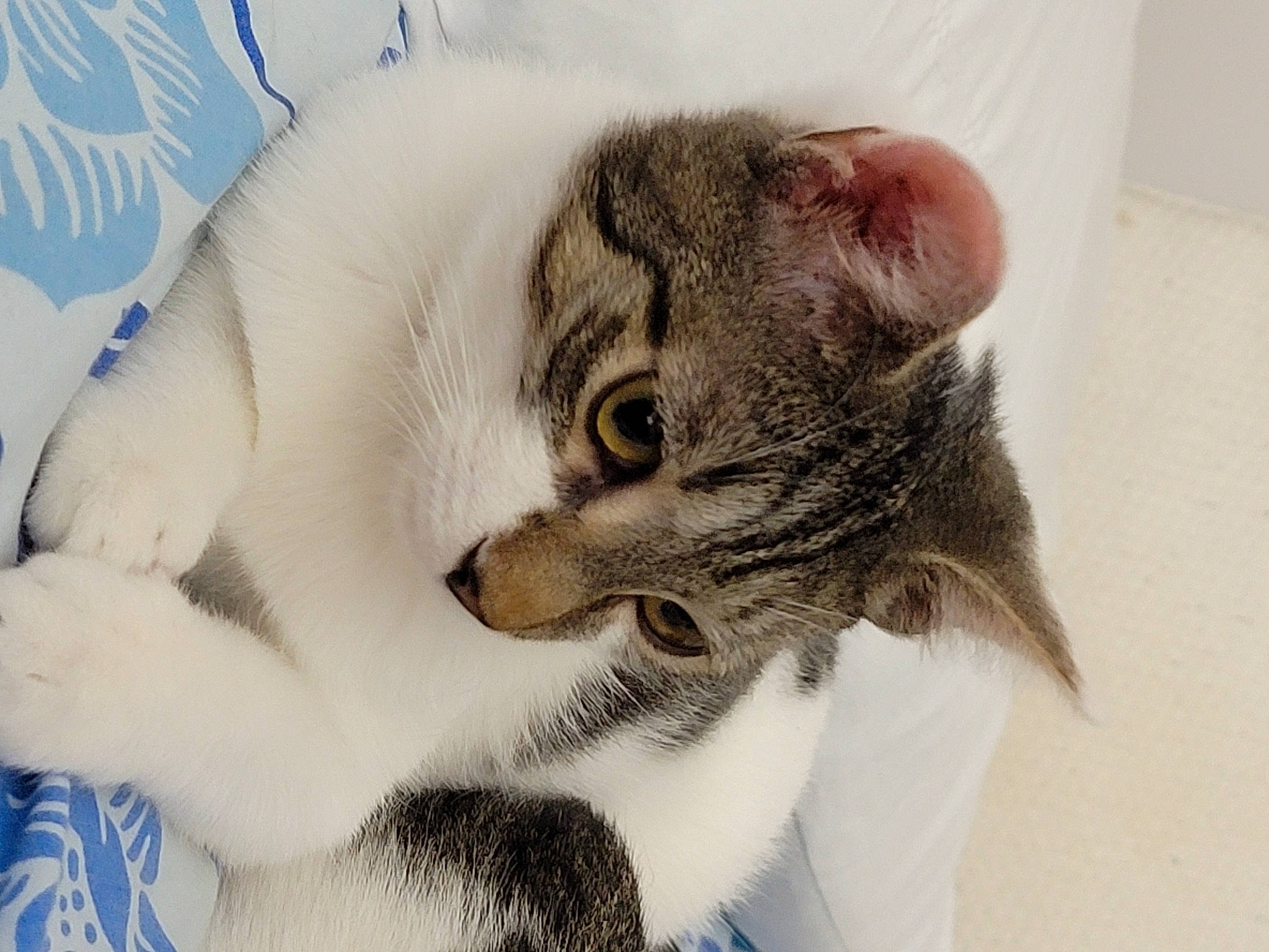 Charlie is registered to the contest to win money with this photo: art, carnivore, cat, claw, comfort, domestic_short_haired_cat, ear, felidae, fur, paw, small_to_medium_sized_cats, snout, tail, whiskers