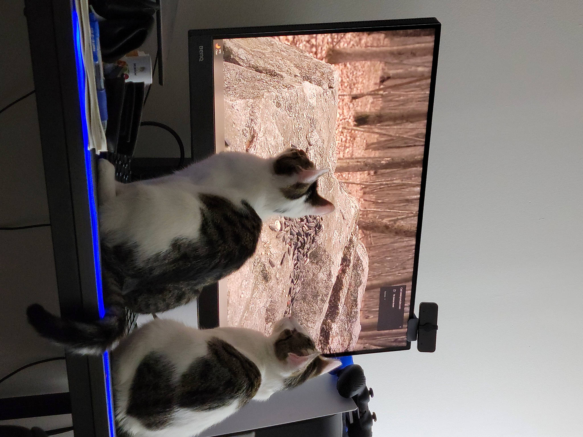 Charlie joined the competition — help win amazing prizes! carnivore, cat, cat_supply, collar, comfort, display_device, felidae, fur, gas, mammal, pet_supply, rectangle, shelf, sky, small_to_medium_sized_cats, tail, vertebrate, whiskers, window, wood