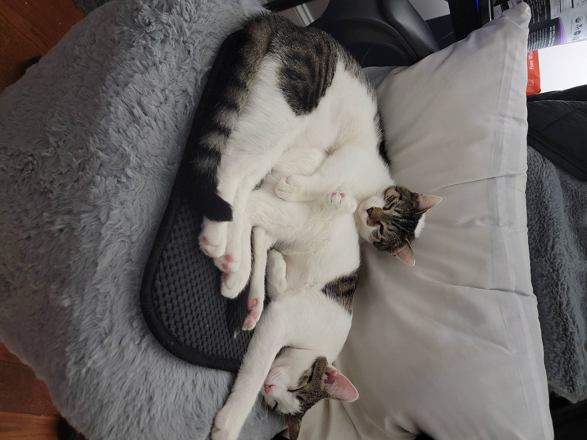 Charlie is registered to the contest to win money with this photo: canidae, carnivore, cat, comfort, companion_dog, dog_breed, ear, eyelash, fang, fawn, felidae, fur, gesture, linens, nail, paw, small_to_medium_sized_cats, snout, tail, whiskers