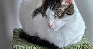 Odie is registered to the contest to win money with this photo: animal, cat, cat_tree, cozy, cute, domestic_cat, feline, fur, home, indoor, pet, quiet, relaxation, resting, rope, scratching_post, sleeping, tabby_cat, texture, white_cat