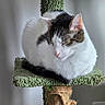 animal, cat, cat_tree, cozy, cute, domestic_cat, feline, fur, home, indoor, pet, quiet, relaxation, resting, rope, scratching_post, sleeping, tabby_cat, texture, white_cat