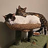 animal, cat, cat_tree, cats, companion, cozy, cute, domestic_cat, feline, fur, household, indoor, multi_level, perch, pet, relaxed, resting, sleeping, striped_cat, white_cat