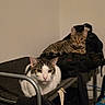 animal, backpack, box, cat, clutter, corner, cozy, domestic, feline, furniture, gray_and_white_cat, household_items, indoor, looking_at_camera, pet, relaxed, resting, shelf, tabby_cat, two_cats