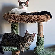 Odie is registered to the contest to win money with this photo: animal, cat, cat_tower, cats, claws, curious, ears, feline, fur, household, indoor, lounging, perch, pet, relaxed, resting, striped_cat, tabby_cat, whiskers, white_cat