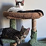 animal, cat, cat_tower, cats, claws, curious, ears, feline, fur, household, indoor, lounging, perch, pet, relaxed, resting, striped_cat, tabby_cat, whiskers, white_cat