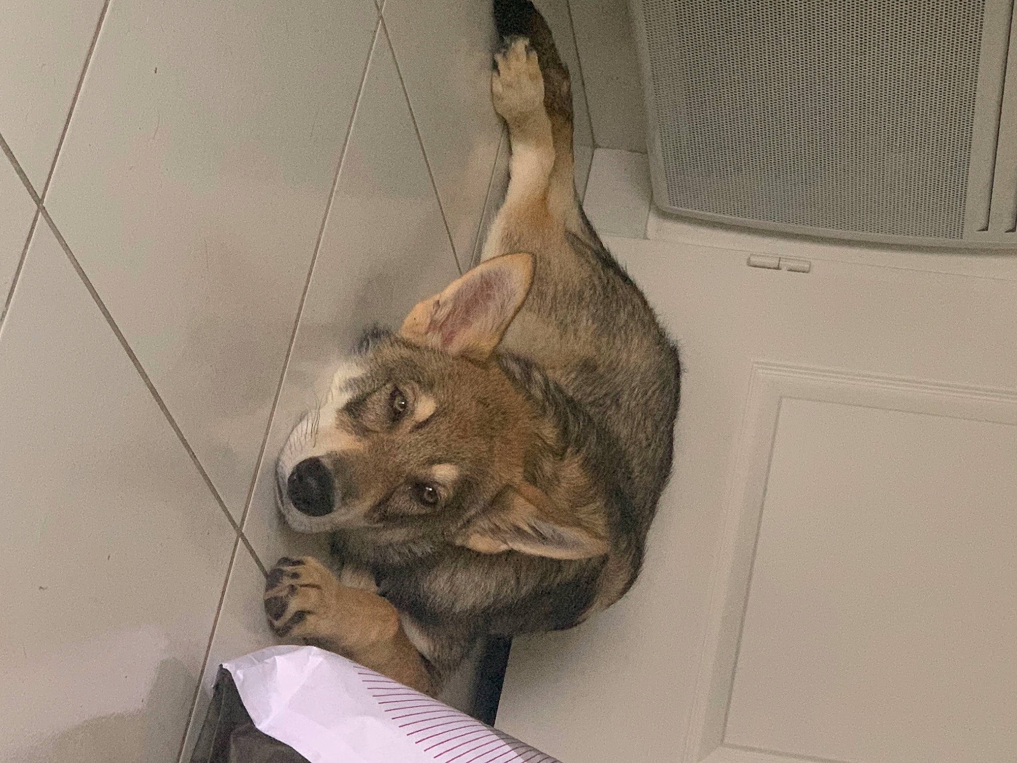 Shadow a rejoint le concours — aidez-le/la à gagner de superbes lots ! canidae, carnivore, claw, companion_dog, dog, dog_breed, domestic_short_haired_cat, fawn, felidae, fur, non_sporting_group, paw, pet_supply, small_to_medium_sized_cats, sporting_group, tail, terrestrial_animal, whiskers, working_animal