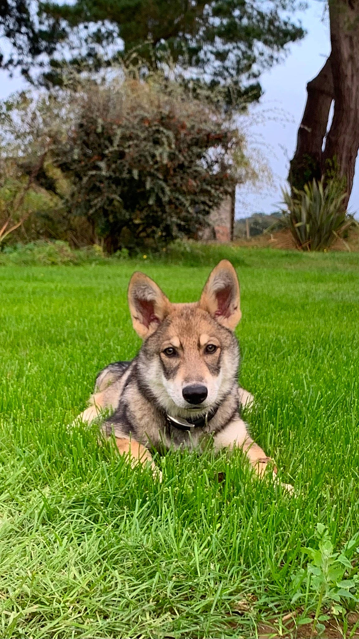 Shadow participe au concours pour gagner de l'argent avec cette photo : canidae, canis, carnivore, companion_dog, dog, dog_breed, fawn, fur, grass, grassland, groundcover, plant, sky, snout, sporting_group, terrestrial_animal, tree, wildlife, working_animal, working_dog