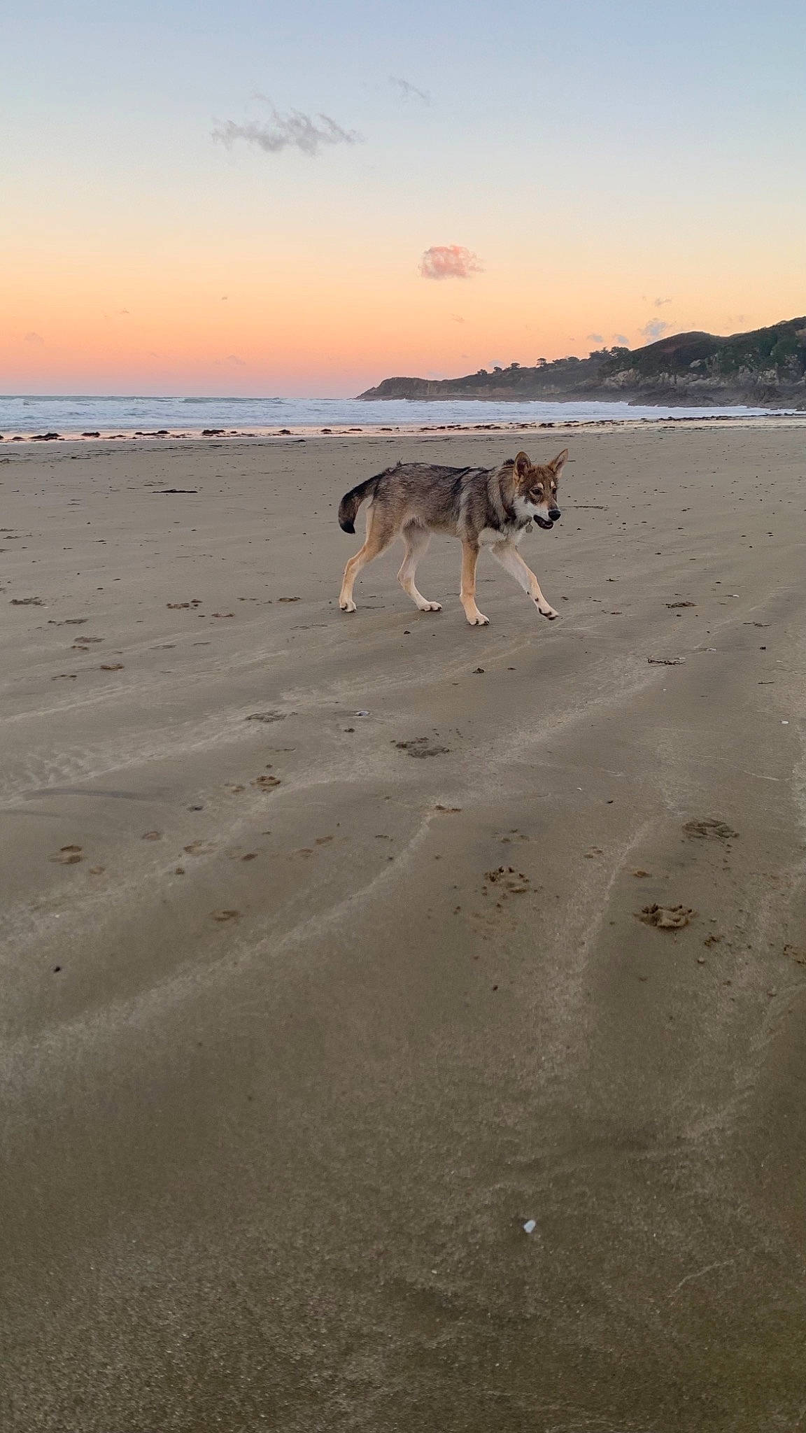 Shadow a rejoint le concours — aidez-le/la à gagner de superbes lots ! aeolian_landform, beach, canidae, carnivore, cloud, coast, dog, dog_breed, evening, fawn, horizon, landscape, morning, sand, shore, singing_sand, sky, sporting_group, water, wind_wave