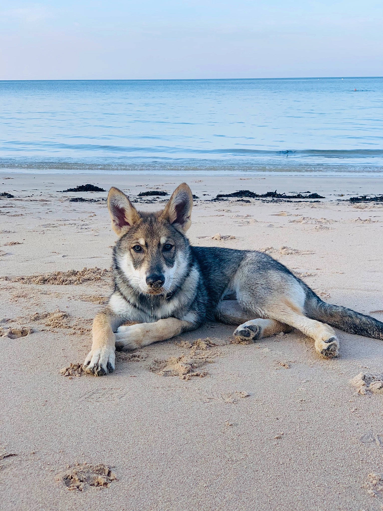 Shadow participe au concours pour gagner de l'argent avec cette photo : beach, canidae, carnivore, dog, dog_breed, fawn, foot, herding_dog, horizon, landscape, ocean, rock, sitting, sky, snout, sporting_group, street_dog, water, wind_wave, wood