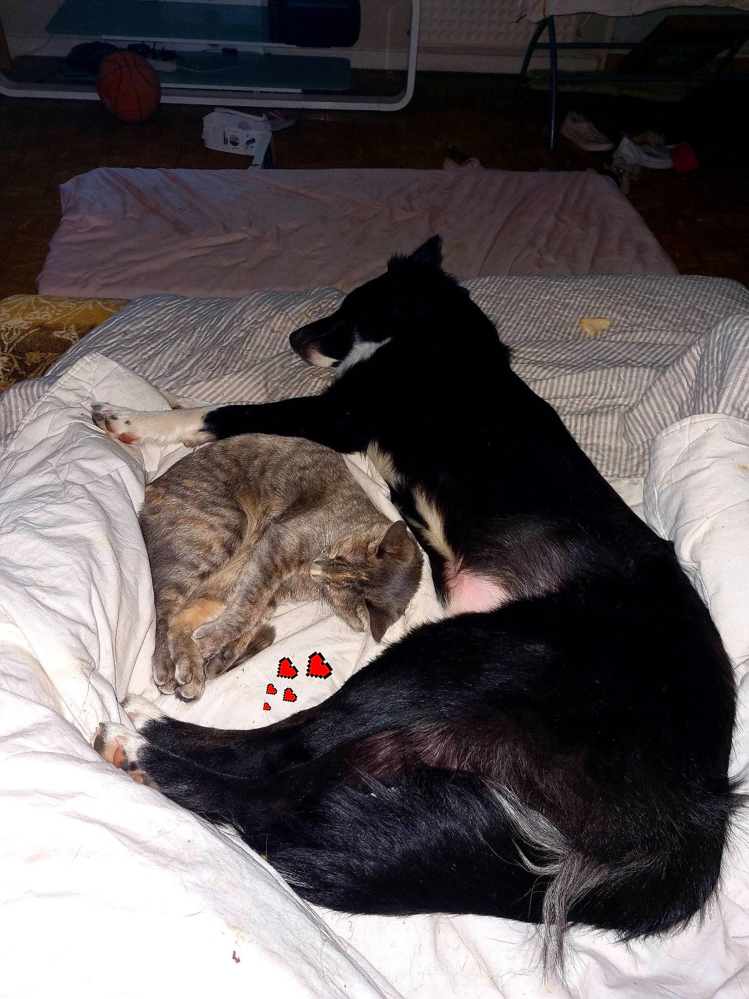 Sakura participe au concours pour gagner de l'argent avec cette photo : canidae, carnivore, comfort, companion_dog, couch, dog, dog_breed, felidae, flooring, fur, grey, guard_dog, linens, living_room, nap, room, small_to_medium_sized_cats, sporting_group, tail, working_animal