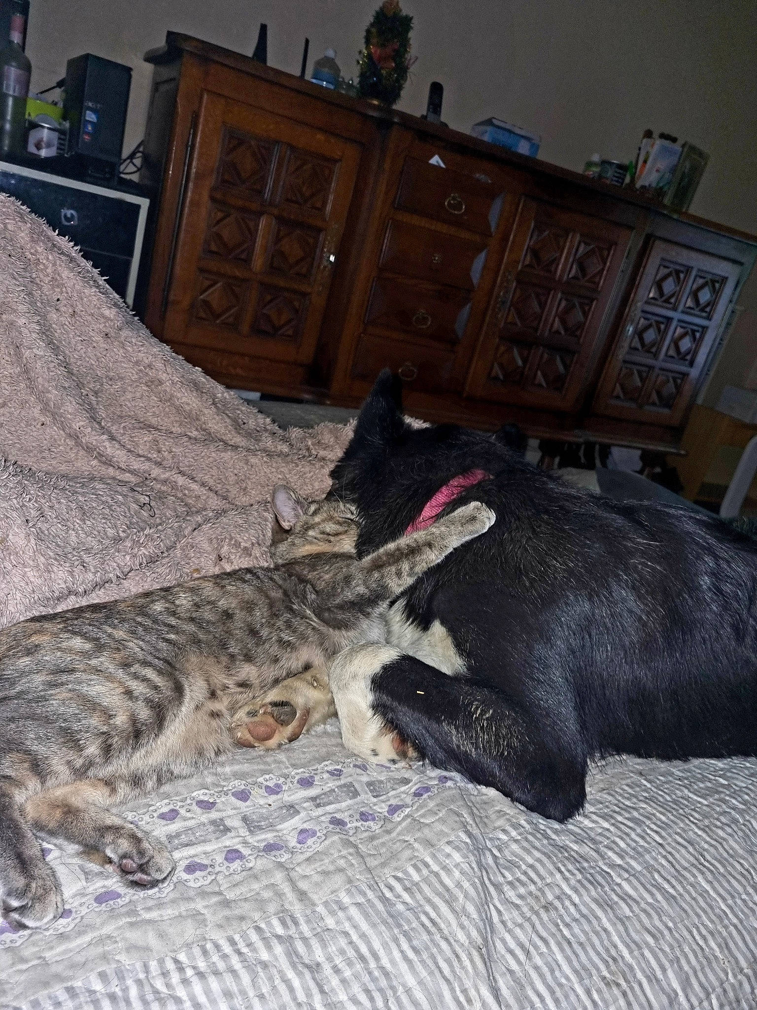 Sakura participe au concours pour gagner de l'argent avec cette photo : cabinetry, carnivore, carpet, cat, chest_of_drawers, comfort, domestic_short_haired_cat, felidae, flooring, fur, grey, hardwood, picture_frame, room, small_to_medium_sized_cats, snout, tail, terrestrial_animal, whiskers, wood