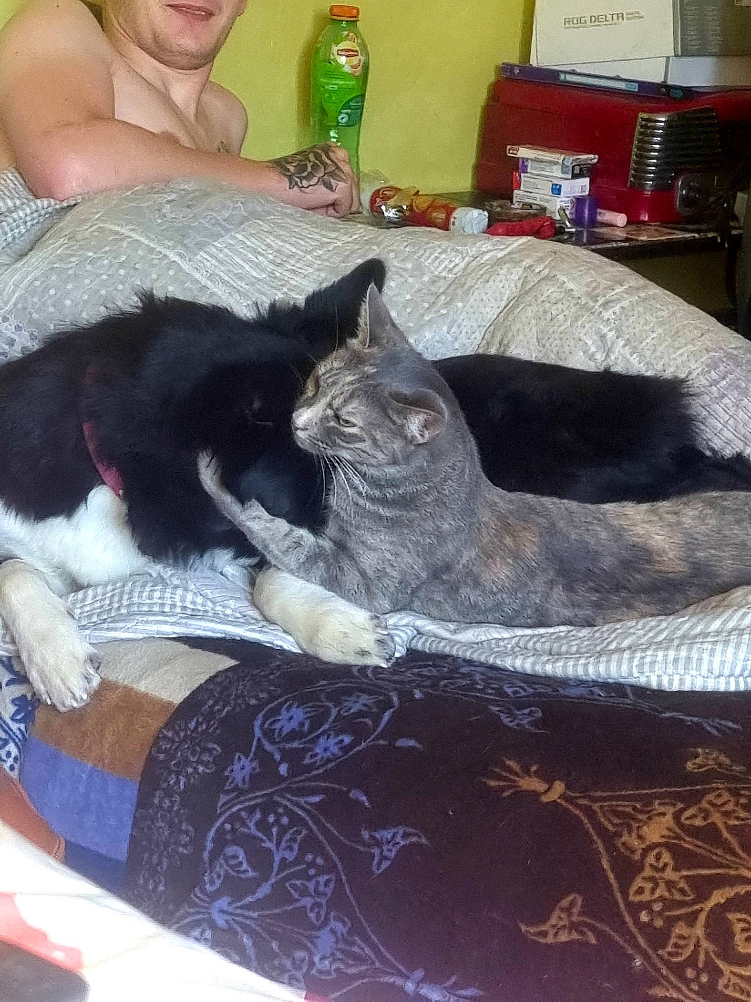 Sakura a rejoint le concours — aidez-le/la à gagner de superbes lots ! black_cat, bottle, carnivore, cat, claw, comfort, domestic_short_haired_cat, felidae, fur, grey, lap, linens, mammal, nap, pattern, room, sitting, small_to_medium_sized_cats, tail, whiskers