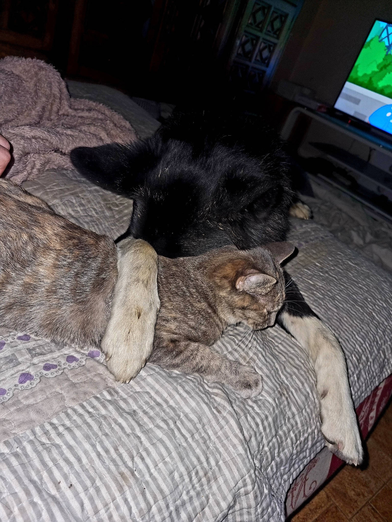 Sakura participe au concours pour gagner de l'argent avec cette photo : black_cat, canidae, carnivore, cat, comfort, companion_dog, dog_breed, domestic_short_haired_cat, fawn, felidae, flooring, fur, grey, hardwood, nap, small_to_medium_sized_cats, sporting_group, tail, whiskers, wood