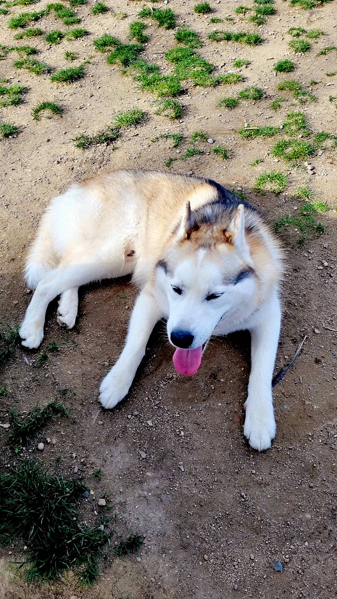 Sugar participe au concours pour gagner de l'argent avec cette photo : ancient_dog_breeds, canidae, carnivore, companion_dog, dog, dog_breed, fawn, foot, fur, grass, jaw, plant, snout, sporting_group, tail, terrestrial_animal, working_animal, working_dog