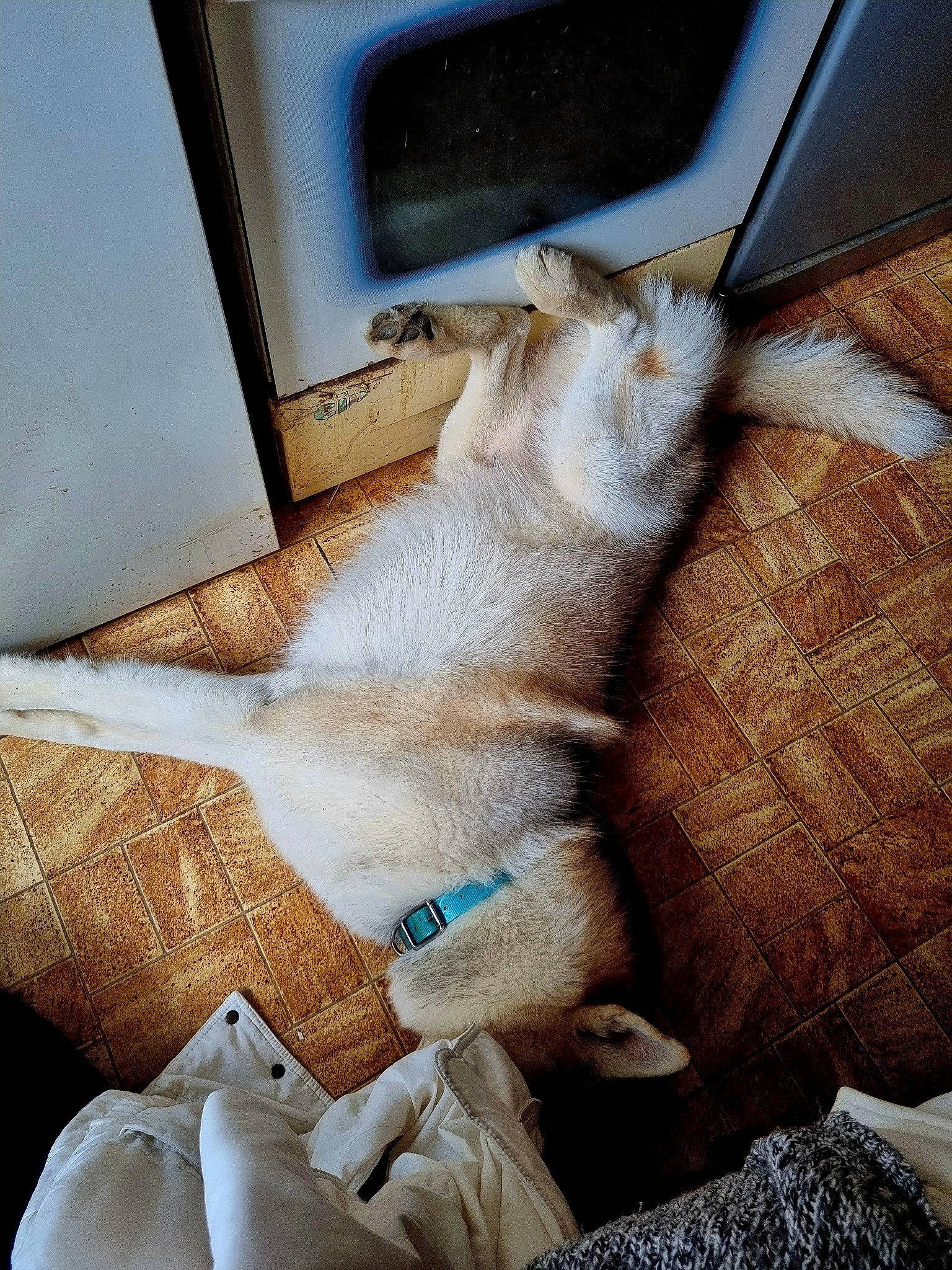 Sugar participe au concours pour gagner de l'argent avec cette photo : carnivore, cat, claw, comfort, domestic_short_haired_cat, fawn, felidae, fur, gesture, human_leg, linens, room, small_to_medium_sized_cats, tail, tints_and_shades, vehicle_door, whiskers, window, windshield, wood