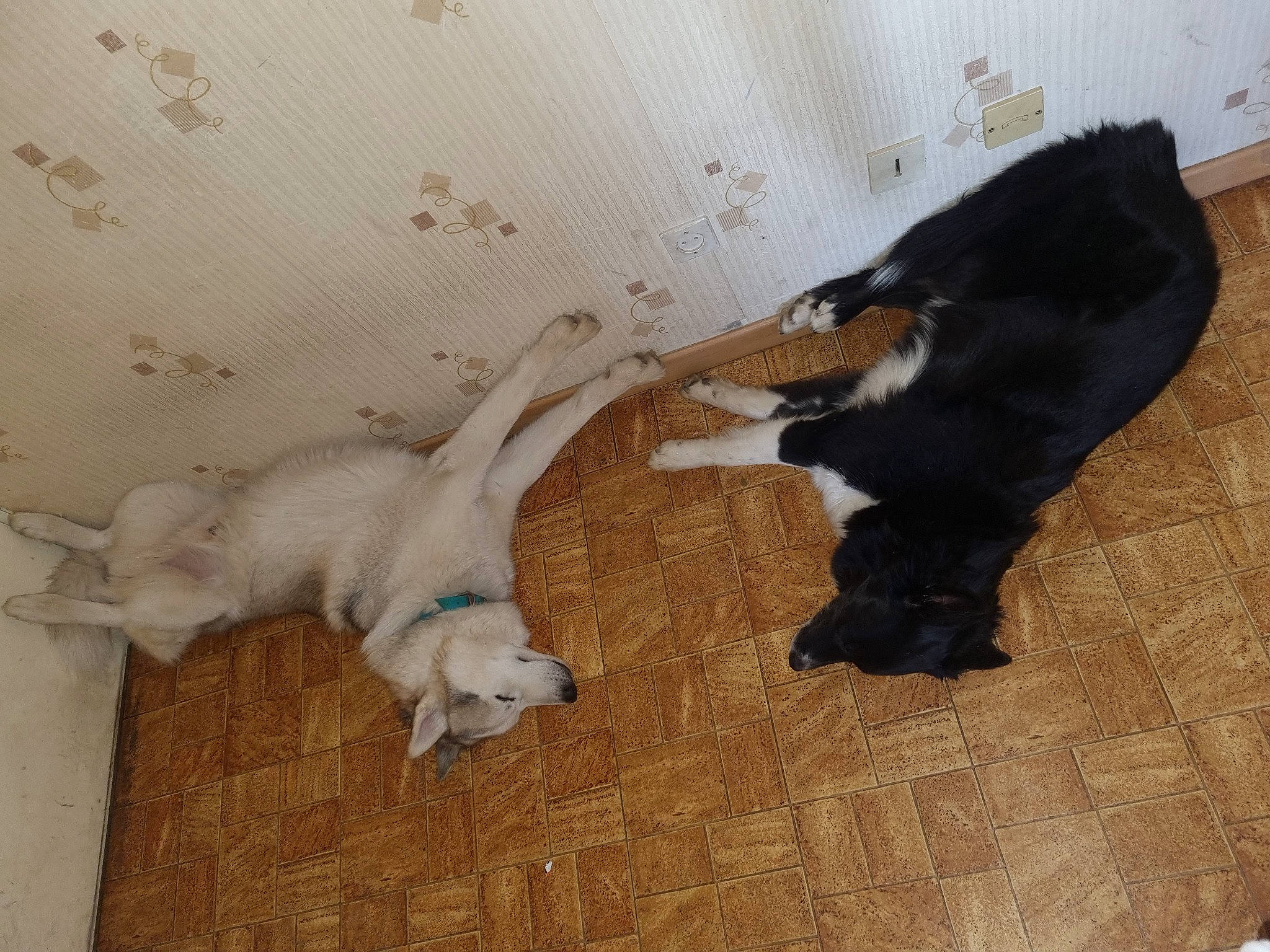 Sugar participe au concours pour gagner de l'argent avec cette photo : carnivore, cat, comfort, companion_dog, dog_breed, domestic_short_haired_cat, fawn, felidae, flooring, fur, hardwood, paw, pet_supply, small_to_medium_sized_cats, snout, sporting_group, tail, whiskers, wood, working_animal