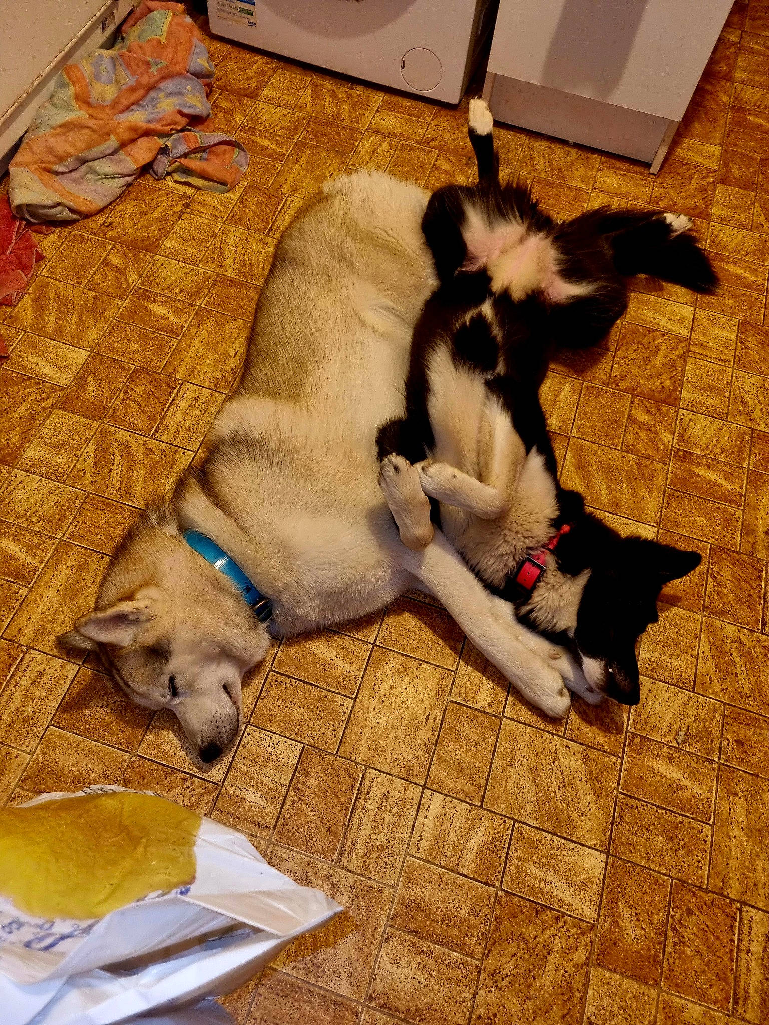 Shanna participe au concours pour gagner de l'argent avec cette photo : canidae, carnivore, comfort, companion_dog, dog, dog_breed, dog_supply, fawn, felidae, floor, flooring, fur, hardwood, paw, small_to_medium_sized_cats, sporting_group, tail, wood, wood_flooring, working_animal