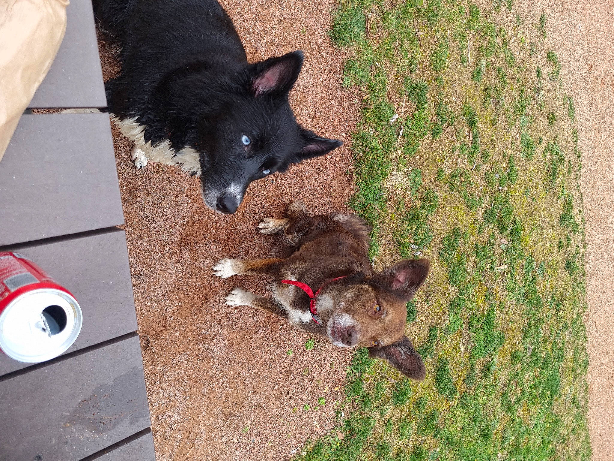 Shanna a rejoint le concours — aidez-le/la à gagner de superbes lots ! black_norwegian_elkhound, canidae, carmine, carnivore, companion_dog, dog, dog_breed, dog_supply, felidae, flooring, fur, grass, non_sporting_group, pet_supply, schipperke, small_to_medium_sized_cats, snout, sporting_group, tail, working_animal