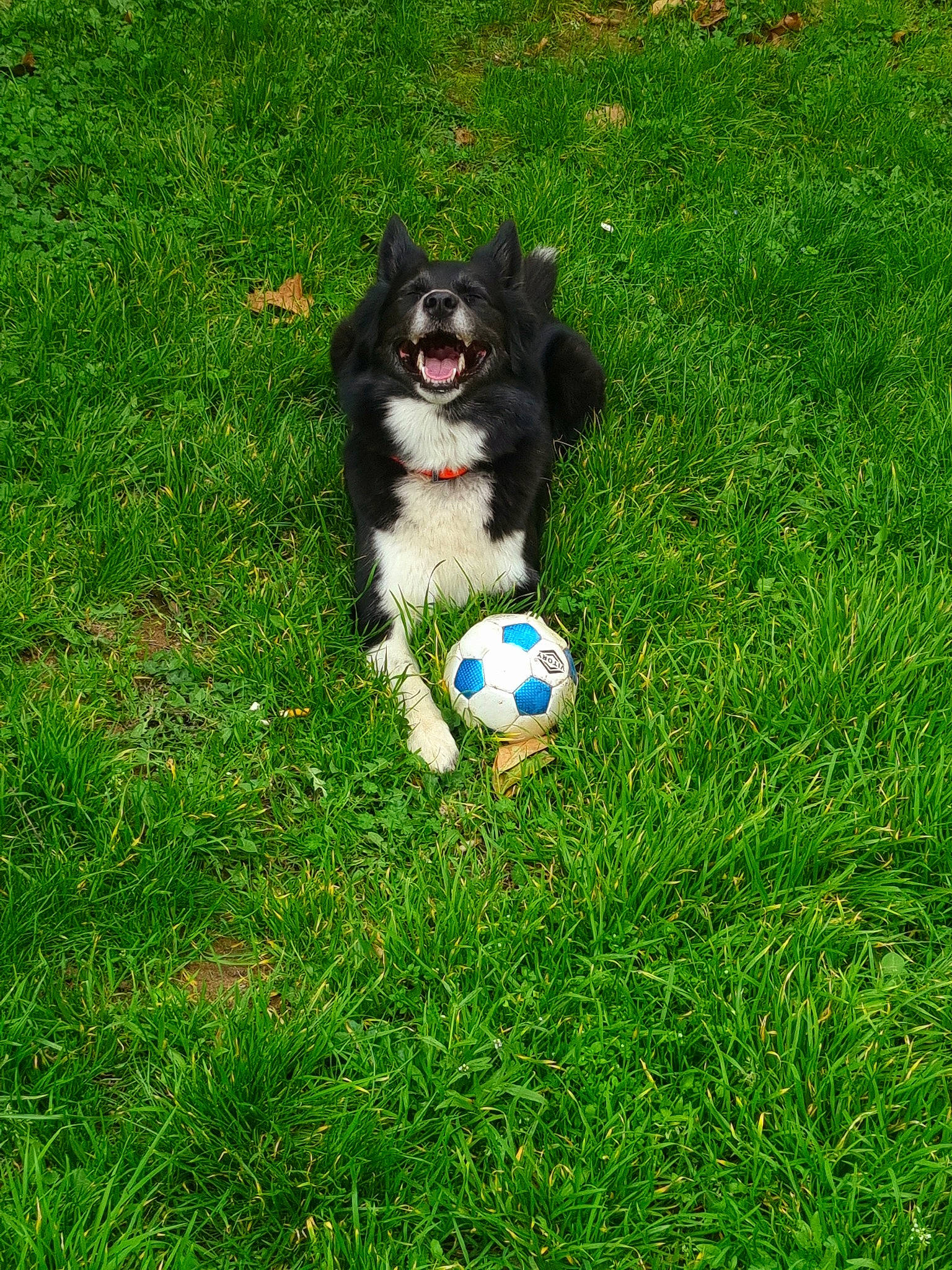 Shanna a rejoint le concours — aidez-le/la à gagner de superbes lots ! ball, ball_game, canidae, carnivore, companion_dog, dog, dog_breed, football, grass, groundcover, herding_dog, lawn, recreation, soccer_ball, sporting_group, sports, sports_equipment, sports_toy, tennis_ball, toy