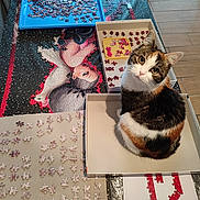 Chipie a rejoint le concours — aidez-le/la à gagner de superbes lots ! art, box, carmine, carnivore, cat, domestic_short_haired_cat, felidae, flooring, font, fur, illustration, pattern, publication, rectangle, room, shelf, small_to_medium_sized_cats, textile, visual_arts, whiskers