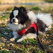 Giovanni a rejoint le concours — aidez-le/la à gagner de superbes lots ! dog, pomeranian, black_and_white, fluffy, red_harness, outdoor, nature, grass, plants, pebbles, sunlight, pet, leash, resting, portrait, small_dog, fur, daytime, animal, cute
