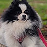 Giovanni participe au concours pour gagner de l'argent avec cette photo : dog, pomeranian, fluffy, black_and_white, pet, animal, outdoor, grass, leash, paw, fur, cute, small_dog, laying_down, nature, side_view, close_up, canine, companion, portrait
