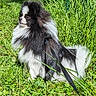 Giovanni participe au concours pour gagner de l'argent avec cette photo : dog, pomeranian, black_and_white, fluffy, grass, outdoor, leash, fence, sunlight, pet, nature, greenery, walking, canine, fur, park, summer, animal, side_view, daytime