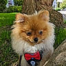 Tiago a rejoint le concours — aidez-le/la à gagner de superbes lots ! dog, pomeranian, puppy, fluffy, red_bow_tie, harness, outdoor, tree_trunk, grass, sunny, pet, cute, small_dog, leash, portrait, animal, nature, close_up, daylight, adorable