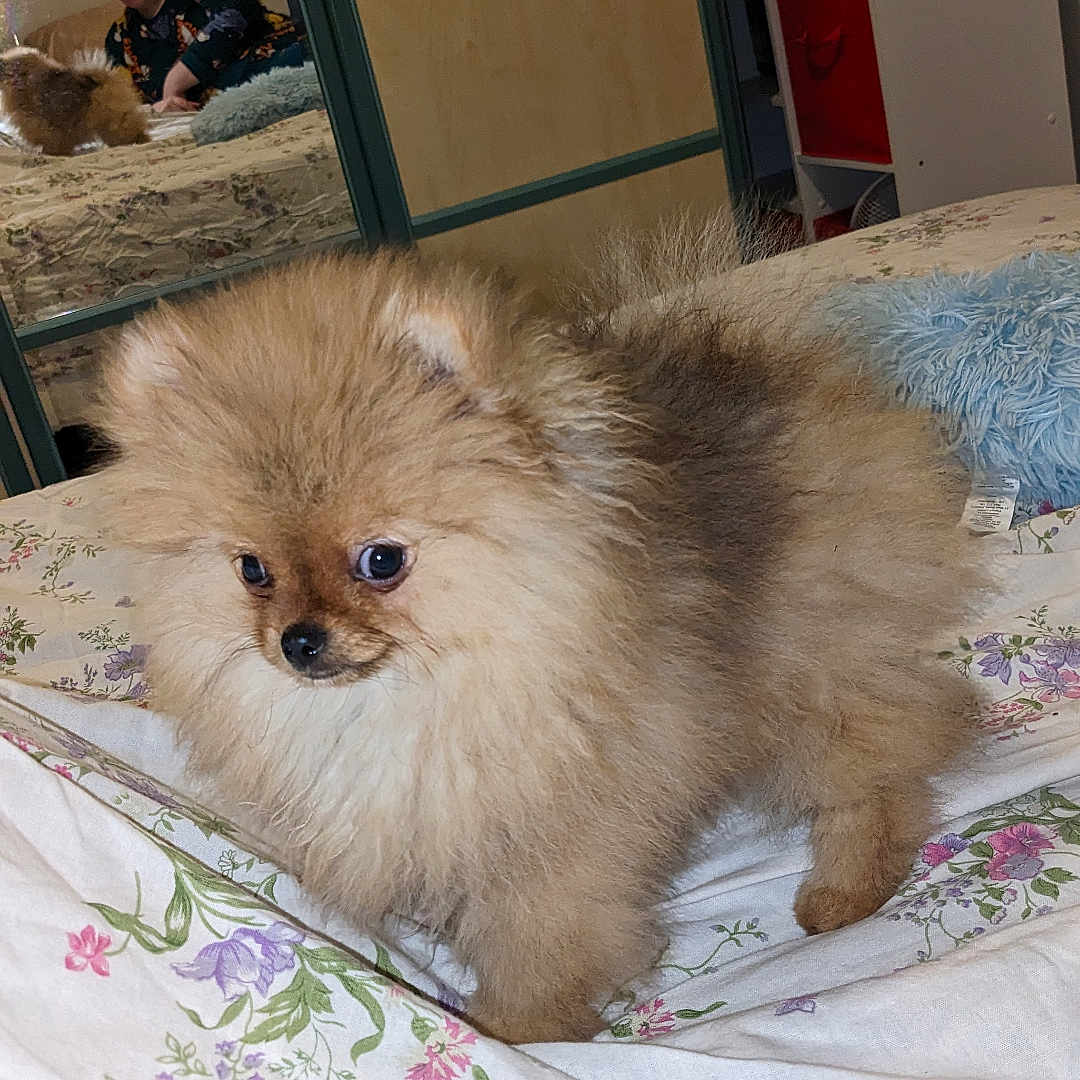 Tiago participe au concours pour gagner de l'argent avec cette photo : dog, pomeranian, puppy, bed, bedspread, fluffy, indoor, person, mirror, reflection, furniture, cage, pillow, curious, pet, animal, cute, room, home, cozy