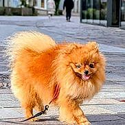 Tiago participe au concours pour gagner de l'argent avec cette photo : dog, pomeranian, fluffy, orange, leash, pet, walking, sidewalk, urban, street, cobblestone, happy, tongue_out, small_dog, animal, canine, outdoor, daytime, cute, fur