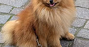 Tiago a rejoint le concours — aidez-le/la à gagner de superbes lots ! alert, animal, canine, cobblestone, companion, cute, dog, fluffy, friendly, fur, happy, leash, outdoor, pet, pomeranian, red_leash, sitting, small_dog, tongue_out, walking