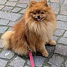 Tiago a rejoint le concours — aidez-le/la à gagner de superbes lots ! dog, pomeranian, fluffy, leash, red_leash, sitting, cobblestone, outdoor, pet, cute, small_dog, happy, tongue_out, fur, canine, animal, companion, walking, friendly, alert