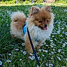 dog, pomeranian, puppy, grass, daisies, flowers, leash, blue_harness, outdoor, sunny, greenery, nature, pet, small_dog, happy, tongue_out, park, trees, stairs, daytime