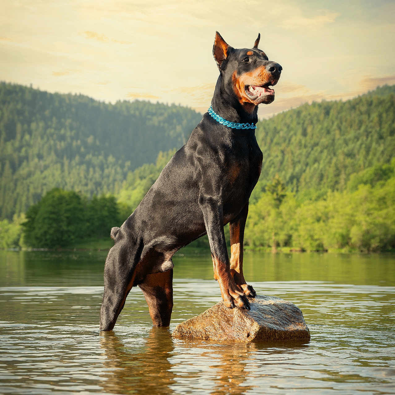 Amando participe au concours pour gagner de l'argent avec cette photo : animal, canine, cloud, collar, doberman, dog, forest, greenery, lake, landscape, nature, outdoor, pet, reflection, rock, scenic, sky, standing, sunlight, water